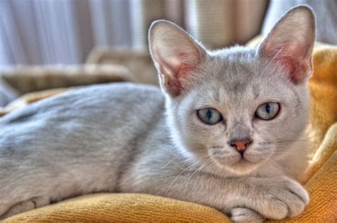 Top 10 Rarest Cat Breeds