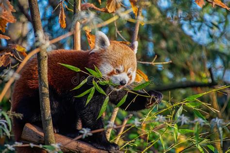 Red Panda On Bamboo Tree Stock Image Image Of Eating 10042177