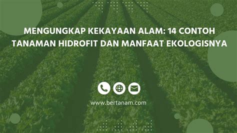 Mengungkap Kekayaan Alam Contoh Tanaman Hidrofit Dan Manfaat