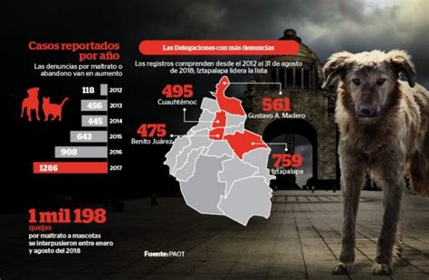 Aumenta El Nivel De Abandono A Perros En M Xico