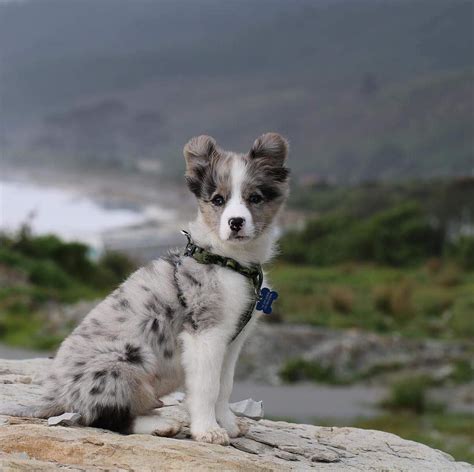 Border Aussie also called Aussie Collie blue merle | Australian ...