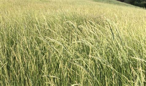 Western Wheatgrass Great Basin Seeds Pascopyrun Smithii Bluejoint