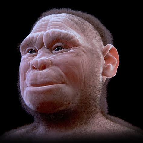 ATOR: Homo floresiensis