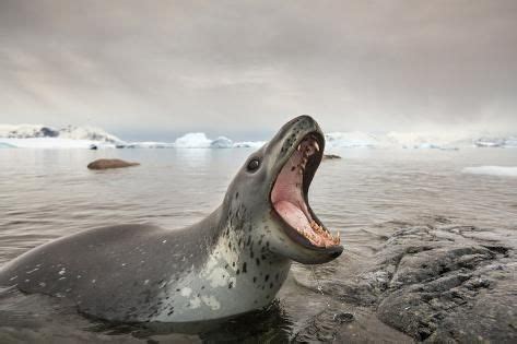 Antarctica Cuverville Island Leopard Seal Bares Teeth While Hunting