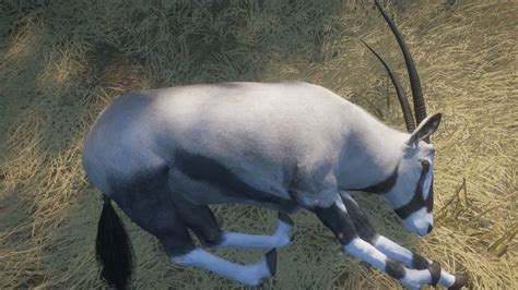 Gemsbok Thehunter Call Of The Wild Wiki Fandom In Blue