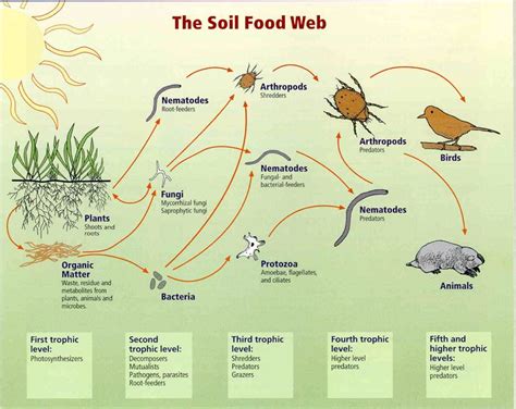 Understanding Basic Soil Biology Grab N Grow Soil Products