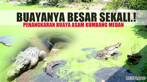 PENANGKARAN BUAYA TERBESAR DI ASEAN TERNAK BUAYA ASAM KUMBANG