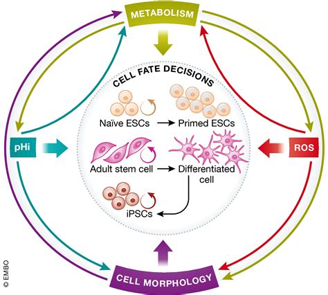 Cell Fate Decisions Emerging Roles For Metabolic Signals And Cell