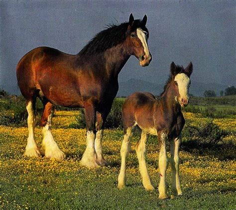 My New England Clydesdales Horses Mystic Seaport Or Budweiser