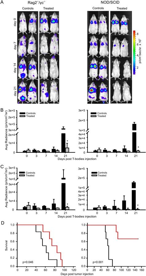 Rag2−−γc−− Mice N 6 And Nodscid Mice N 6 Bearing