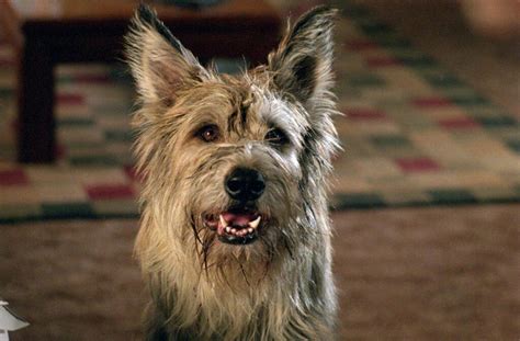 Picardy Shepherd - The Charming Dog Breed in "Because of Winn-Dixie"