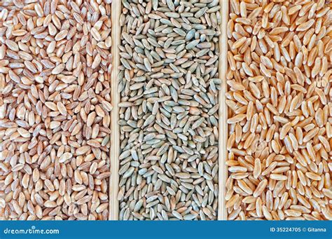 Wheat Varieties Stock Image Image Of Grain Heat Bread 35224705