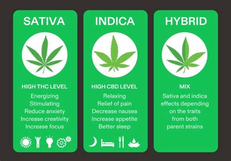 The Difference Between Varieties Of Sativa Indica Hybrid Best To Know