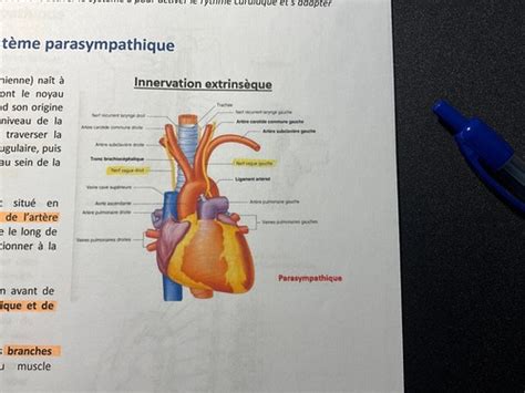 Innervation Du Coeur Cartes Quizlet