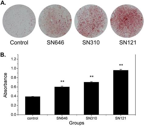 Sns Effects On Mineralization Of Mc3t3 E1 Cells A Alizarin Red Download Scientific Diagram