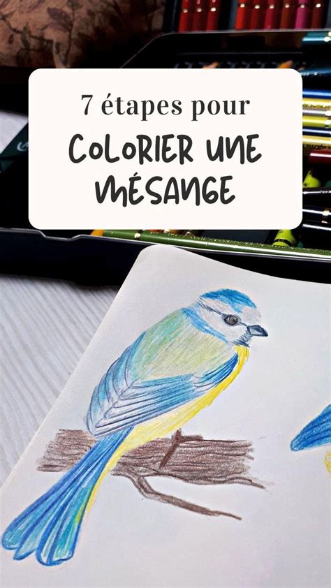 Dessiner une mésange