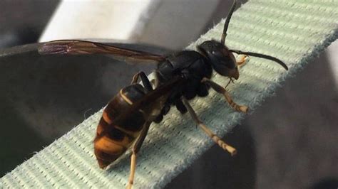 Potential Asian Hornet Sighting In Plymouth Under Investigation Bbc News