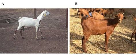 Pictures Of Two Nigerian Goat Breeds Studied A Sahel And B Red