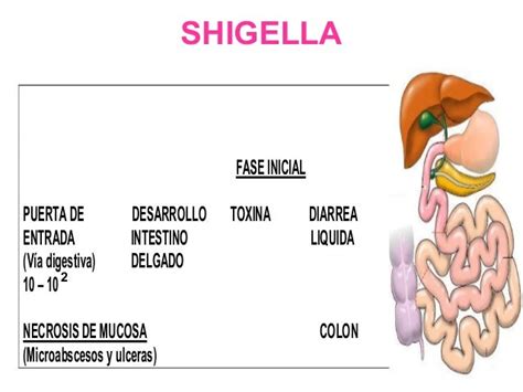 Shigella E E Coli