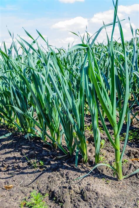 Organically Grown Leek Plants In The Field From Close Stock Image