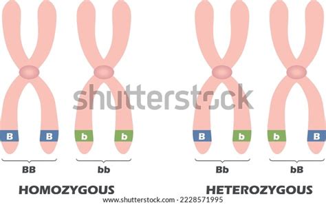 Difference Diagram Between Homozygous Heterozygous Vector Stock Vector Royalty Free 2228571995