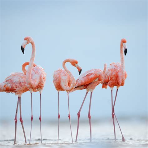 Lesser Flamingo Vs Greater Flamingo