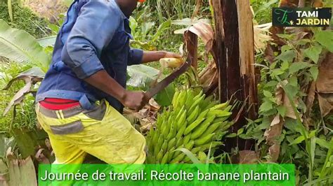 Récolte de la banane plantain YouTube