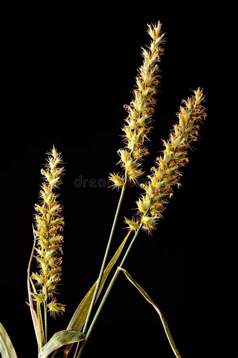 Grass or Sand Burrs Isolated on Black Stock Photo - Image of ciliaris, studio: 16022224