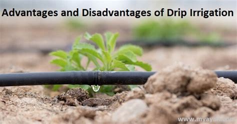 Advantages And Disadvantages Of Drip Irrigation System