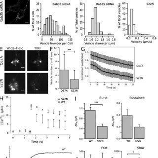 Rab35 functions in recruitment of the endosomal vesicle to the plasma ...