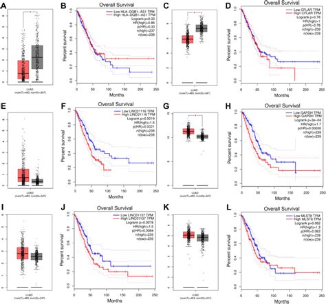 Validation Of Cflar Hla Dqb As Gapdh Linc And Mlst Linc