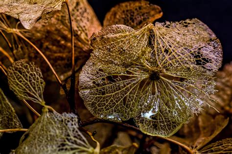 Flowers Dried Hydrangea Free Photo On Pixabay Pixabay