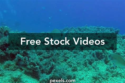 Snorkeling Videos, Download The BEST Free 4k Stock Video Footage ...