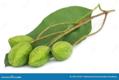 Medicinal Haritaki Fruits Stock Photography | CartoonDealer.com #24185582