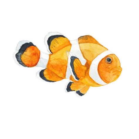 Clown Fish Art Print of Watercolor by SaylorWolfWatercolor on Etsy