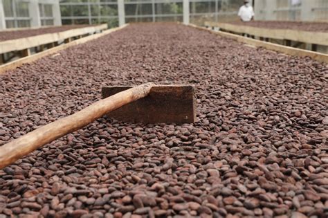 Guatemala conmemora el Día Mundial del Cacao Agencia Guatemalteca de