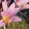 Lycoris Species Magic Lily Naked Lady Resurrection Lily Surprise