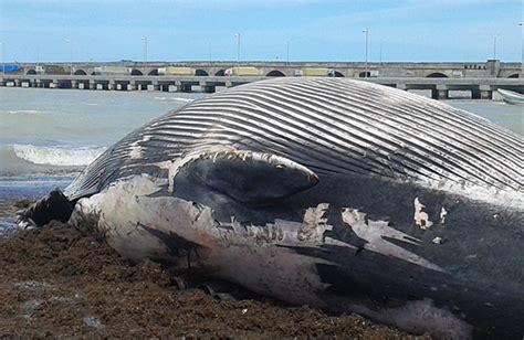 Atiende Profepa Varamiento De Ballena De Reporteros