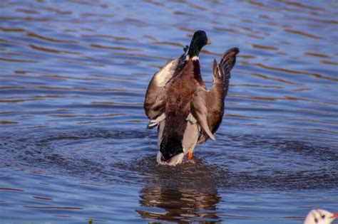 Premium Photo Duck Preening In Lake