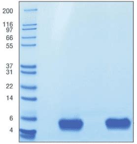 Recombinant Human Epidermal Growth Factor Osrhegf Atlantis