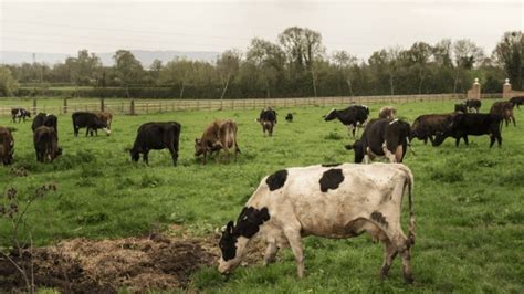 Agricultura y ganadería integradas claves para una transición hacia