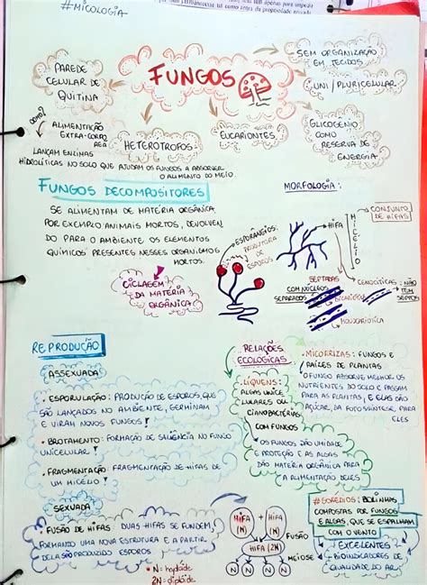 Mapa Mental Sobre Fungos Maps4study