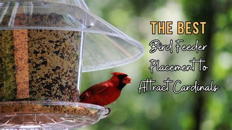 The Best Bird Feeder Placement To Attract Cardinals Cardinal Memorials