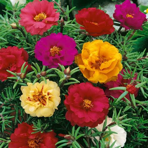 Seeds Annual Portulaca Moss Rose Ground Cover Seed Mix For