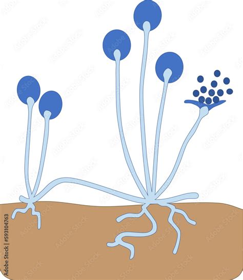 Simple illustration of microscopic fungus, Rhizopus sp. Stock Vector | Adobe Stock