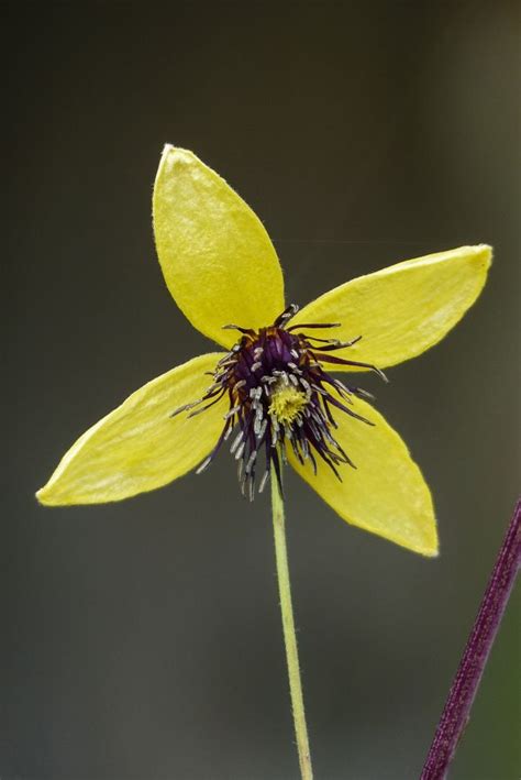 Free Images Nature Light Night Sunlight Leaf Flower Pollen