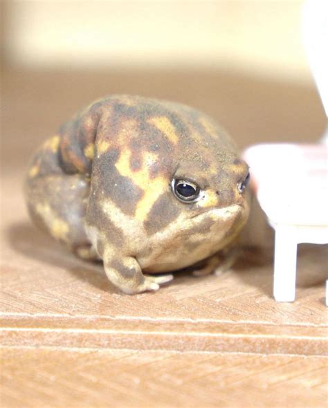 Факты о лягушках | Пикабу