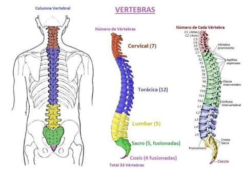 Descubre los TIPOS de VÉRTEBRAS del cuerpo humano Con IMÁGENES