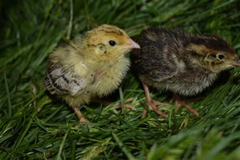 Jumbo Coturnix Quail Great Meat Bird Chick Technica Farms