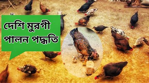 দেশি মুরগী পালন পদ্ধতি এবং নিজের পারিবারিক চাহিদা মিটানোর জন্য Youtube